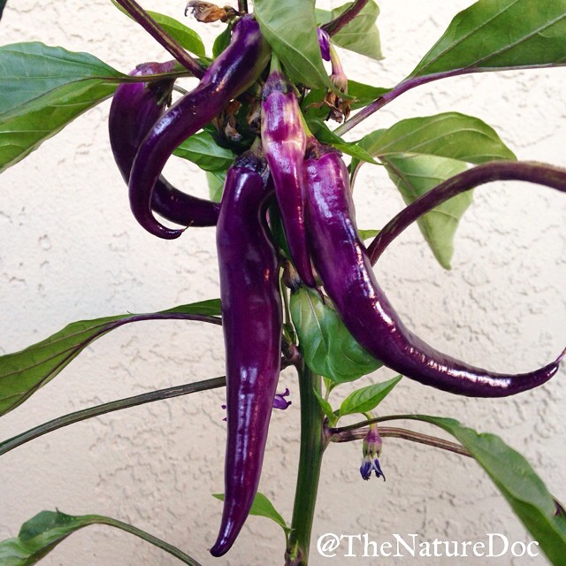 Dr. Danielle's Sonoma grown heirloom purple cayenne peppers. @TheNatureDoc