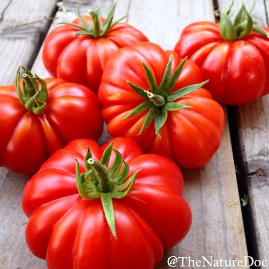 Dr. Danielle's Sonoma grown heirloom costoluto genovese tomatoes. @TheNatureDoc
