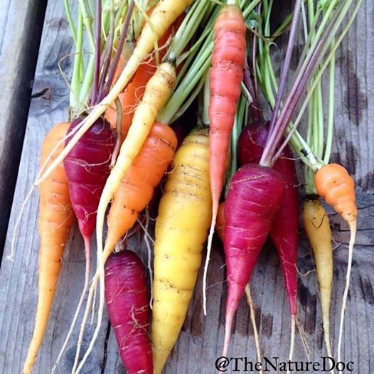 Dr. Danielle's Sonoma grown heirloom carrots @TheNatureDoc